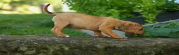 Staffordshire Bull Terrier dogs for sale: Mia Belle 🌸 - Ad 3