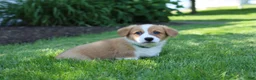Welsh Corgi Pembroke dogs for sale: Milo  - Ad 10