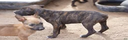 Mixed Breed dogs for sale: Bandogge Blk Brindle F - Ad 5