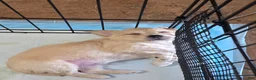 Mixed Breed dogs for sale: Mixed Breed 3 - Ad 2