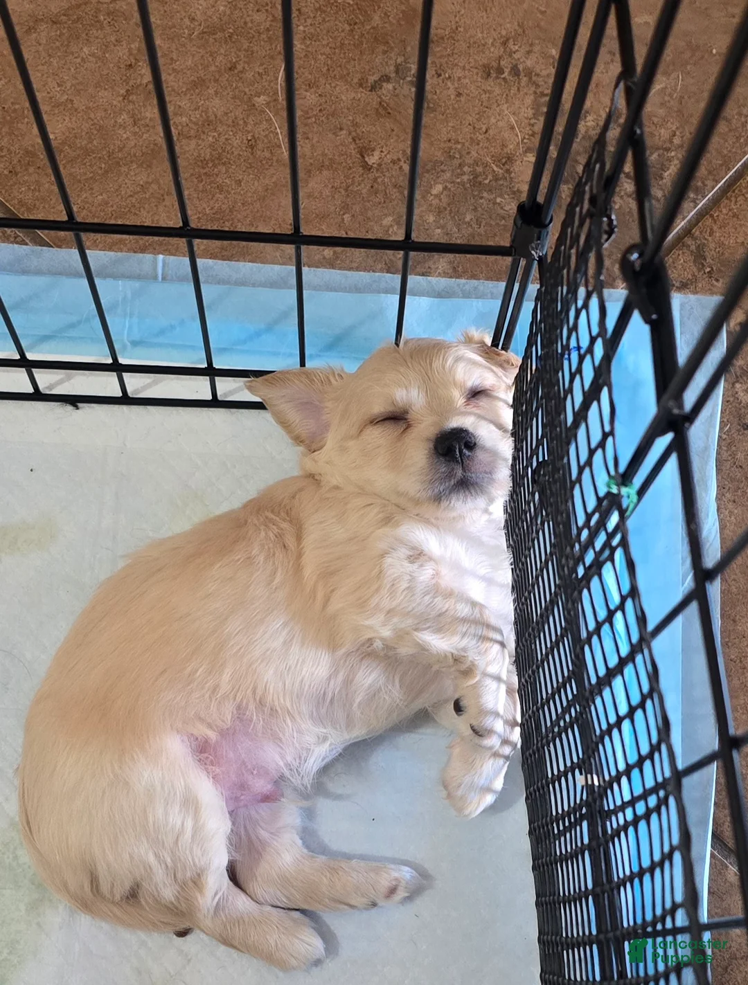 Mixed Breed dogs for sale: Mixed Breed 3 - Ad 2