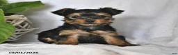 Yorkshire Terrier dogs for sale: Twinkles - Ad 3