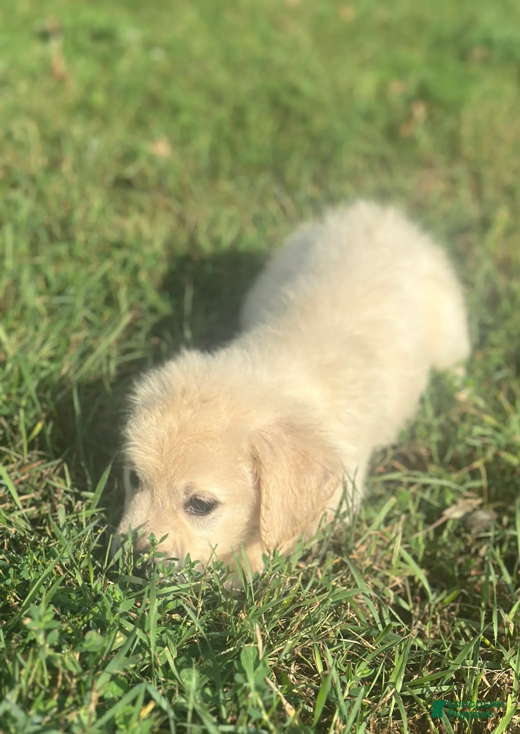 Golden Retriever dogs Buster - Ad 1