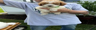 Miniature Poodle 4