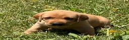 Labrador Retriever dogs for sale: White Collar Puppy 4 - Ad 2