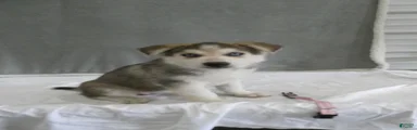 Skye