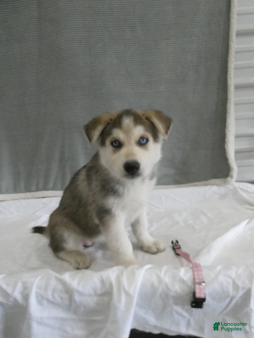 Gerberian Shepsky dogs for sale: Skye - Ad 1