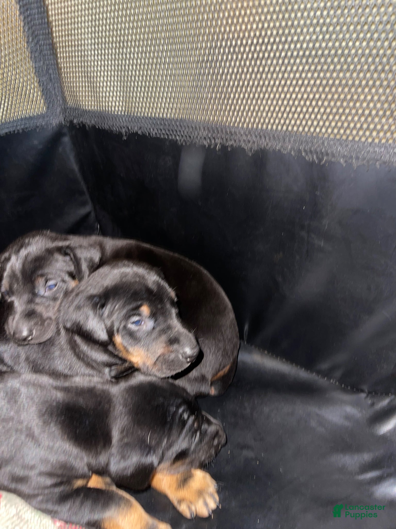 Doberman Pinscher dogs Doberman Pinscher Puppy 3 - Ad 27