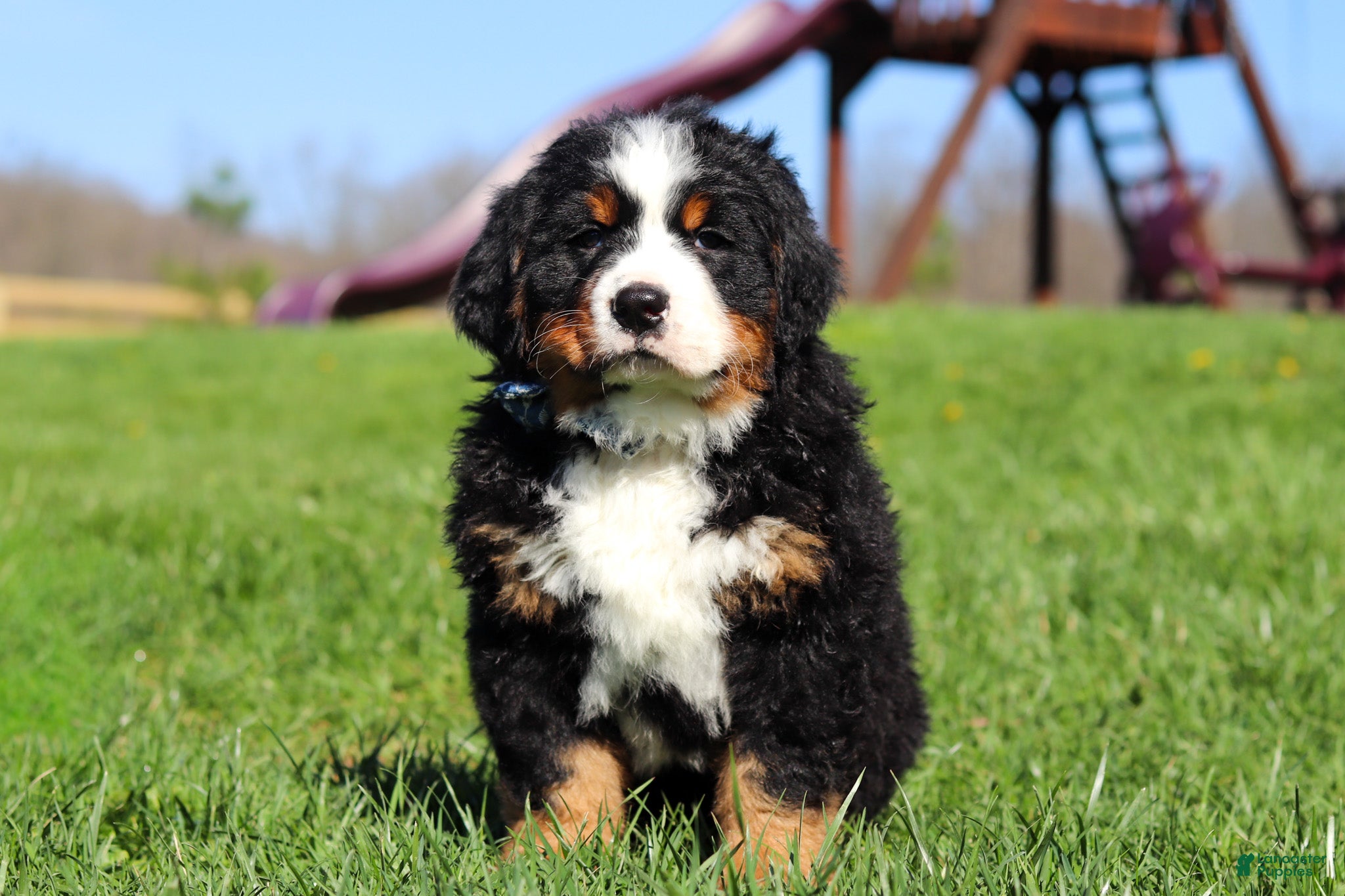 Bernese Mountain Dog dogs Crooked Jim - Ad 1