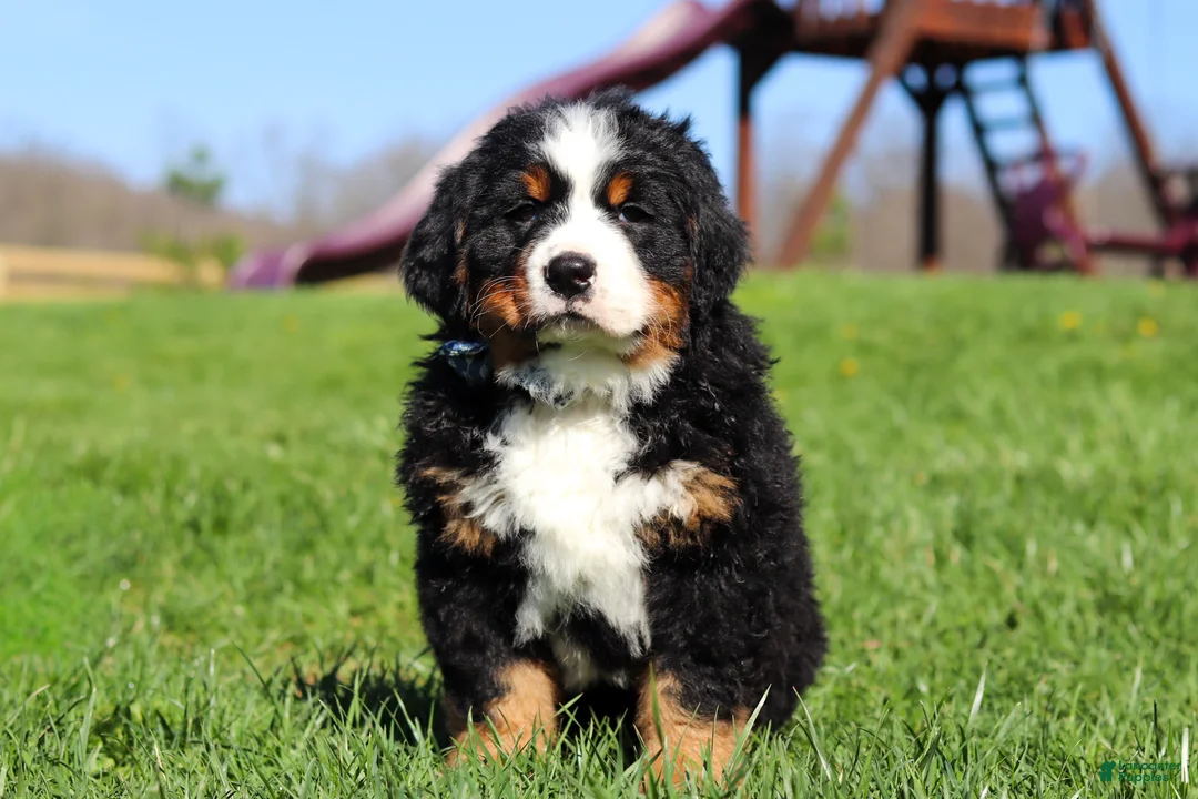 Bernese Mountain Dog dogs for sale: Crooked Jim - Ad 1