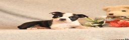 Boston Terrier dogs for sale: Fairy - Ad 4