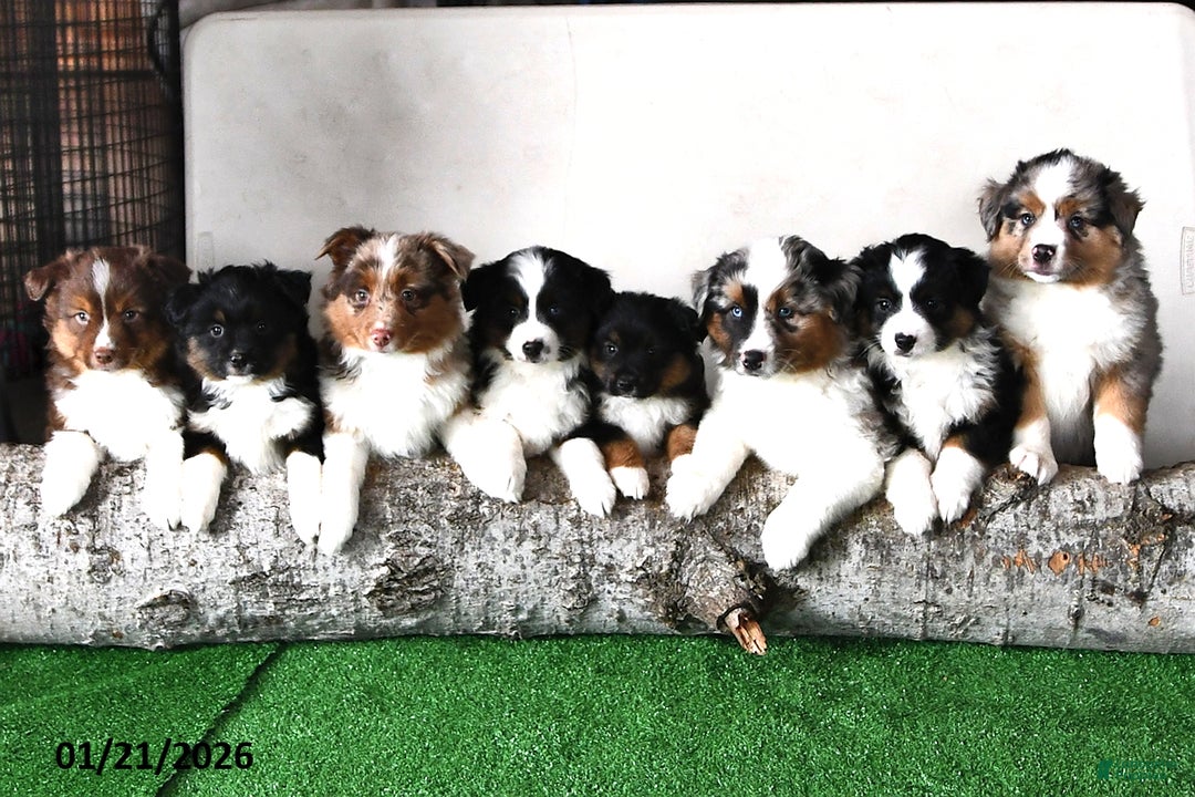 Miniature Australian Shepherd dogs for sale: Diamond - Ad 5