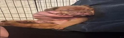 Dogue De Bordeaux dogs for sale: Dogue De Bordeaux Puppy 5 - Ad 99