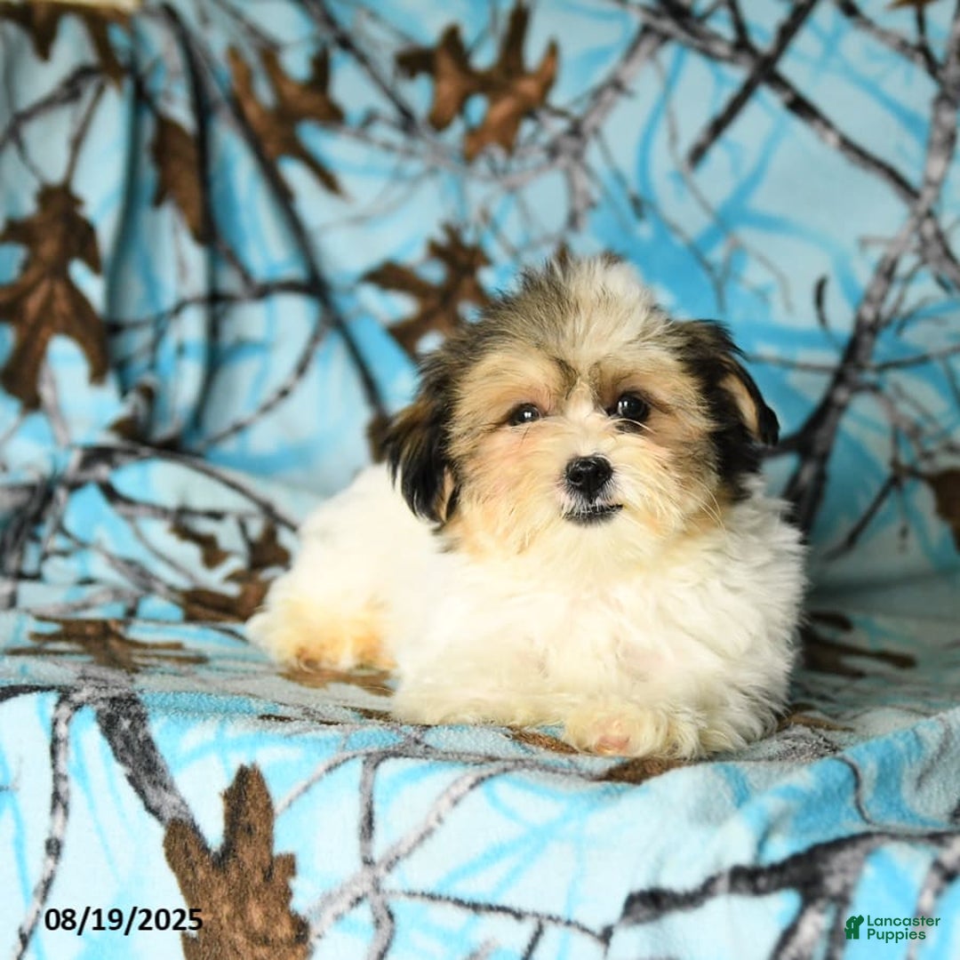 Shorkie dogs for sale: Karl - Ad 17