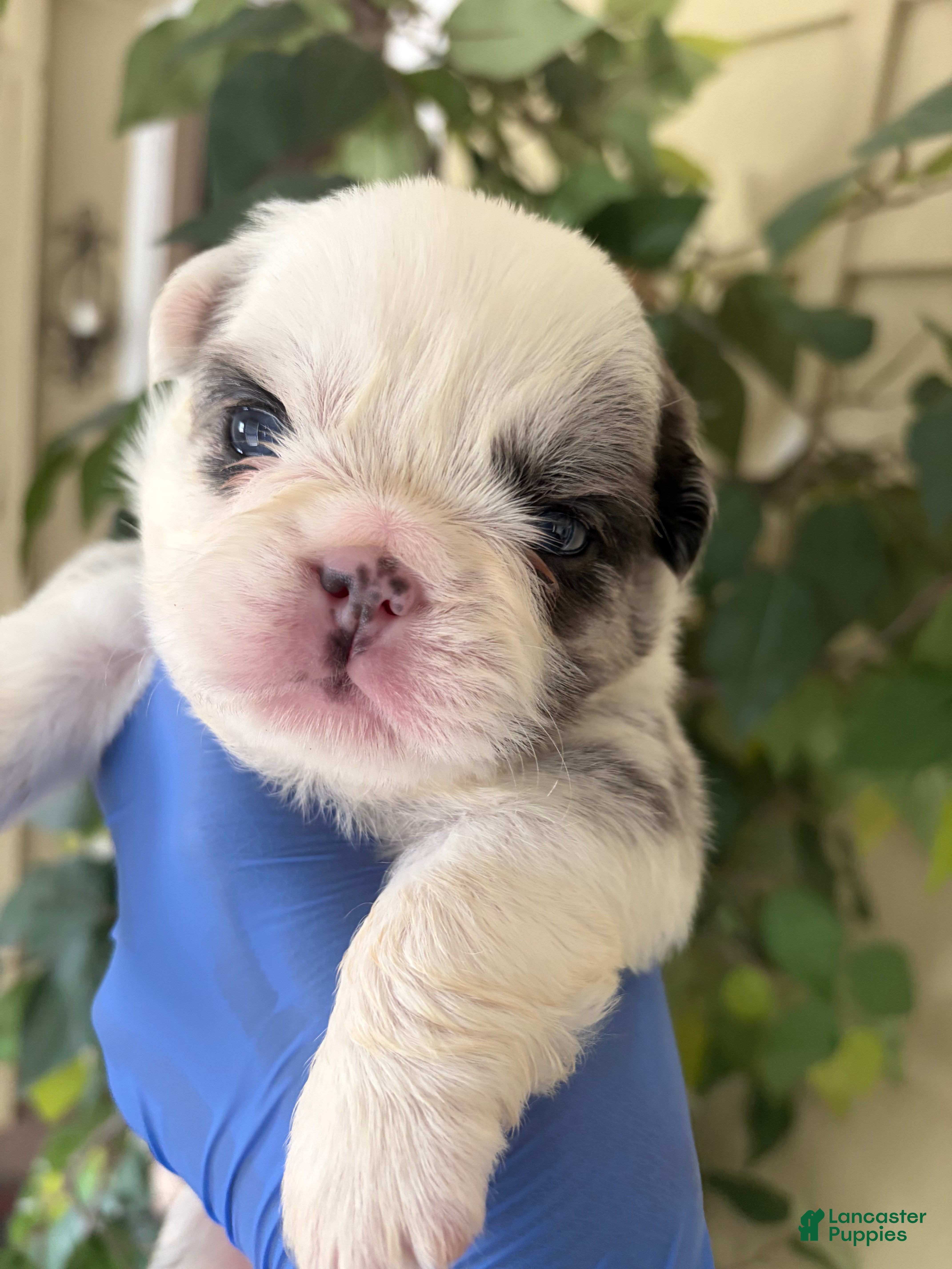French Bulldog dogs Fluffy frenchie  - Ad 2