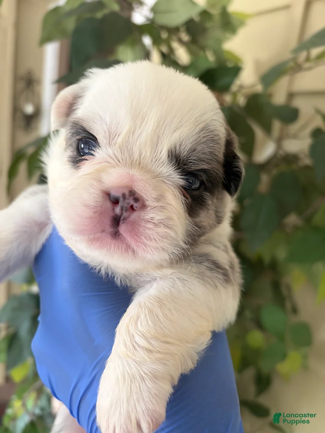 French Bulldog dogs for sale: Fluffy frenchie  - Ad 1