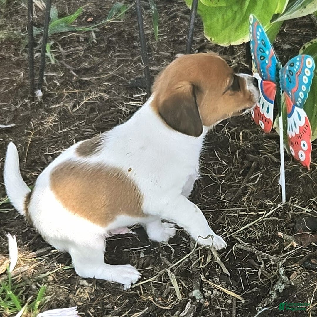 Beagle dogs for sale: Maui Queen Elizabeth Pocket Beagle - Ad 10