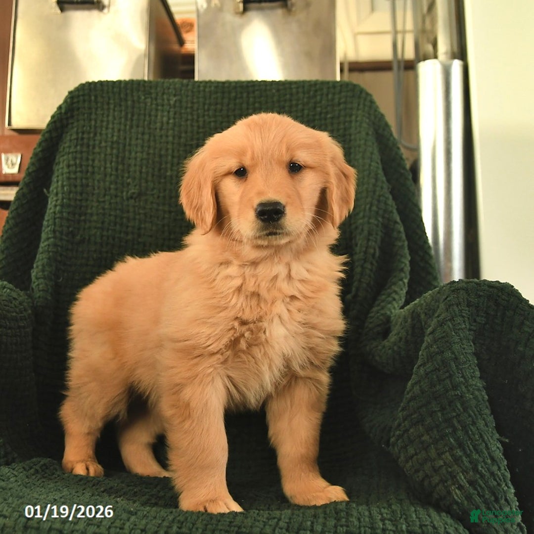 Golden Retriever dogs for sale: Ruby  - Ad 3
