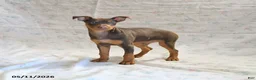 Miniature Pinscher dogs for sale: Titan - Ad 1