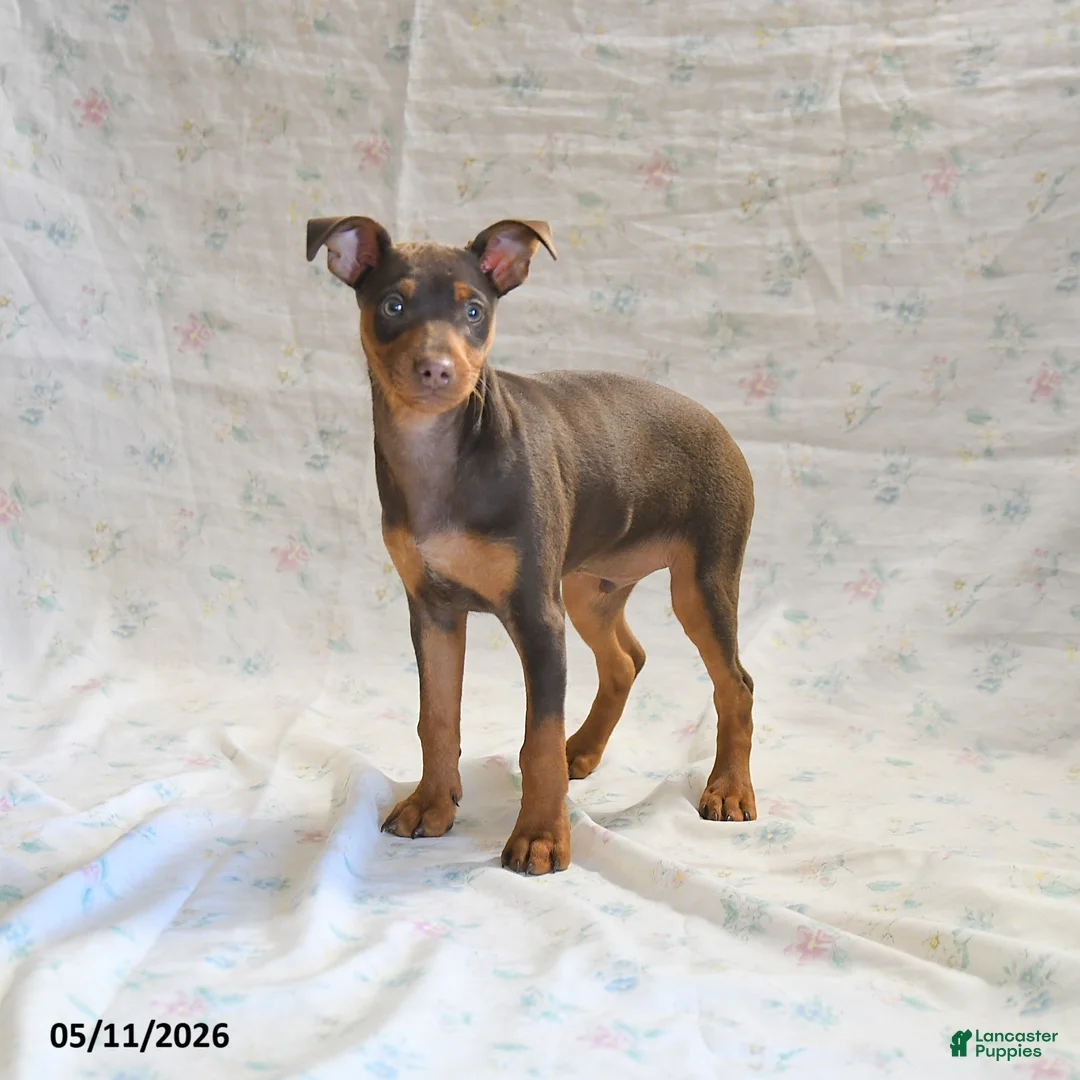 Miniature Pinscher dogs for sale: Titan - Ad 1