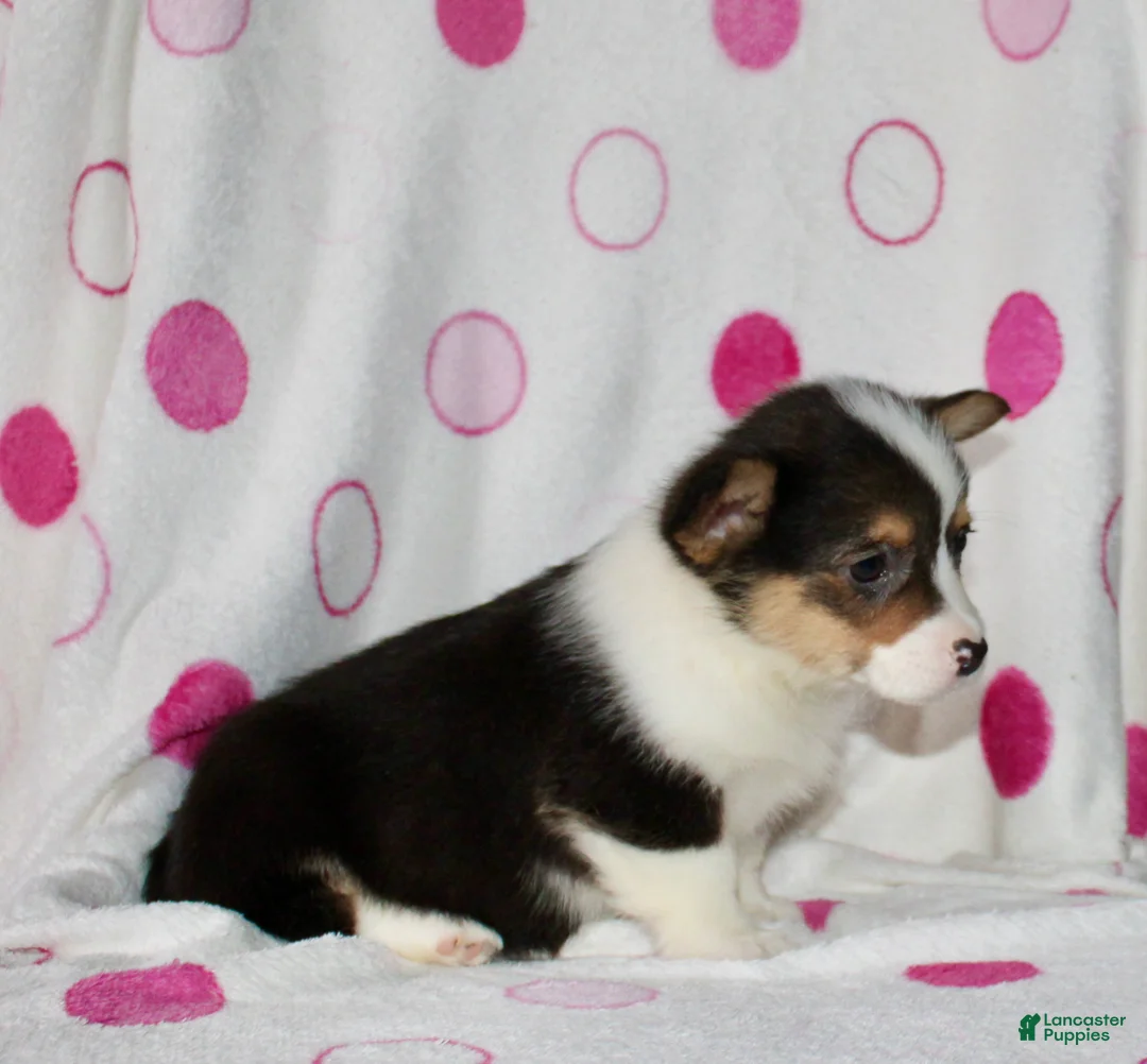 Welsh Corgi Pembroke dogs for sale: Kyser - Ad 5