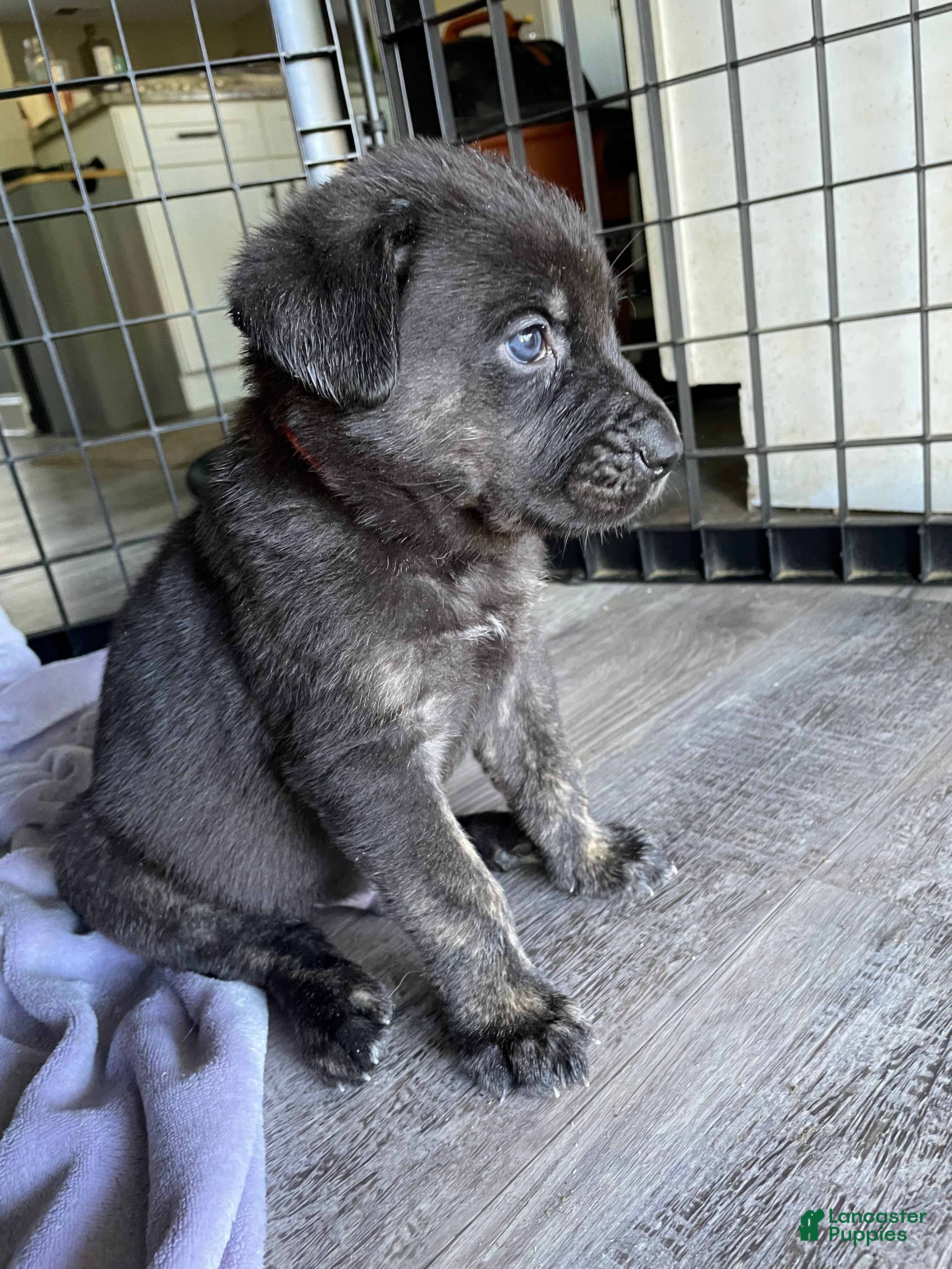 Cane Corso dogs Orzo - Ad 11