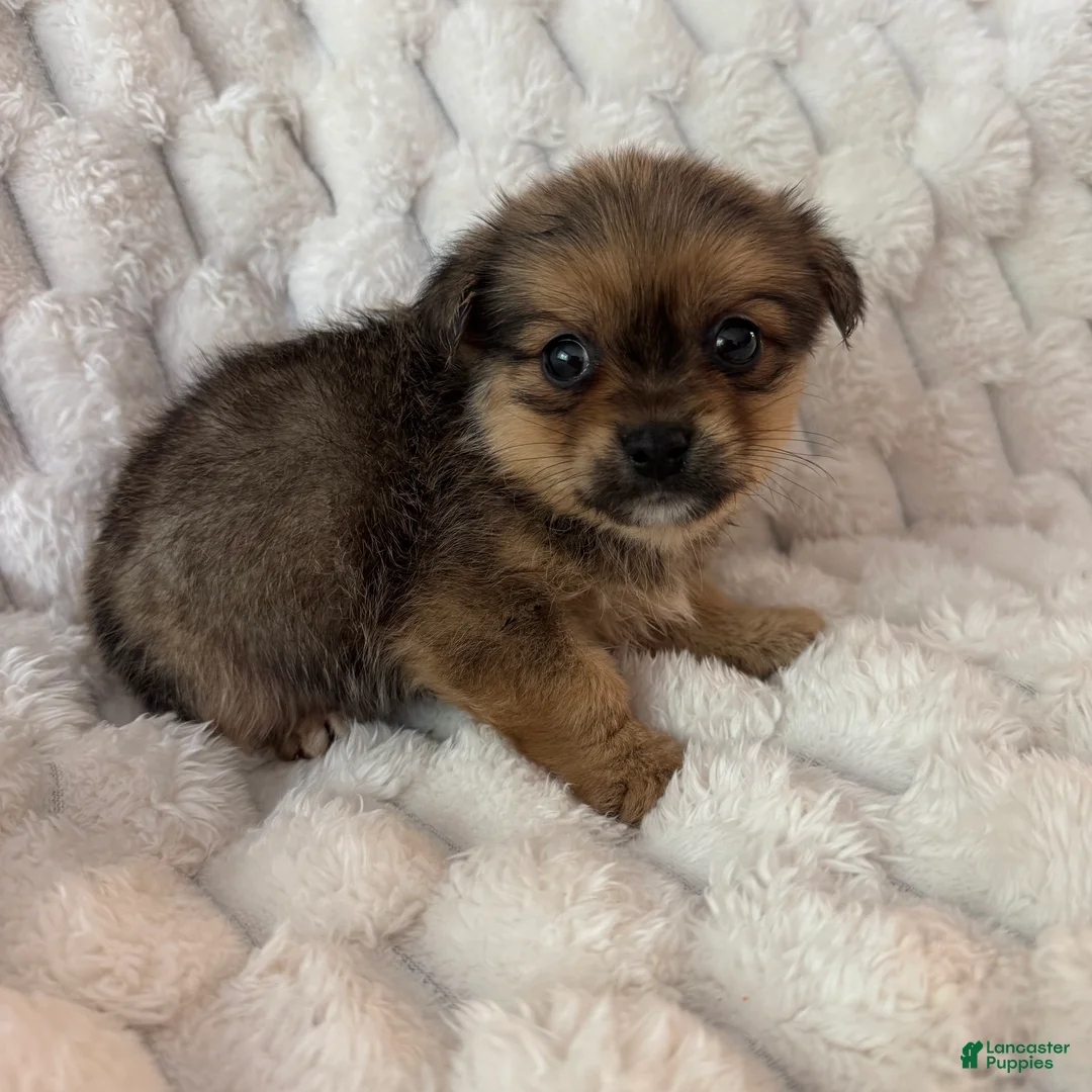 Mixed Breed dogs for sale: Timmy - Ad 6