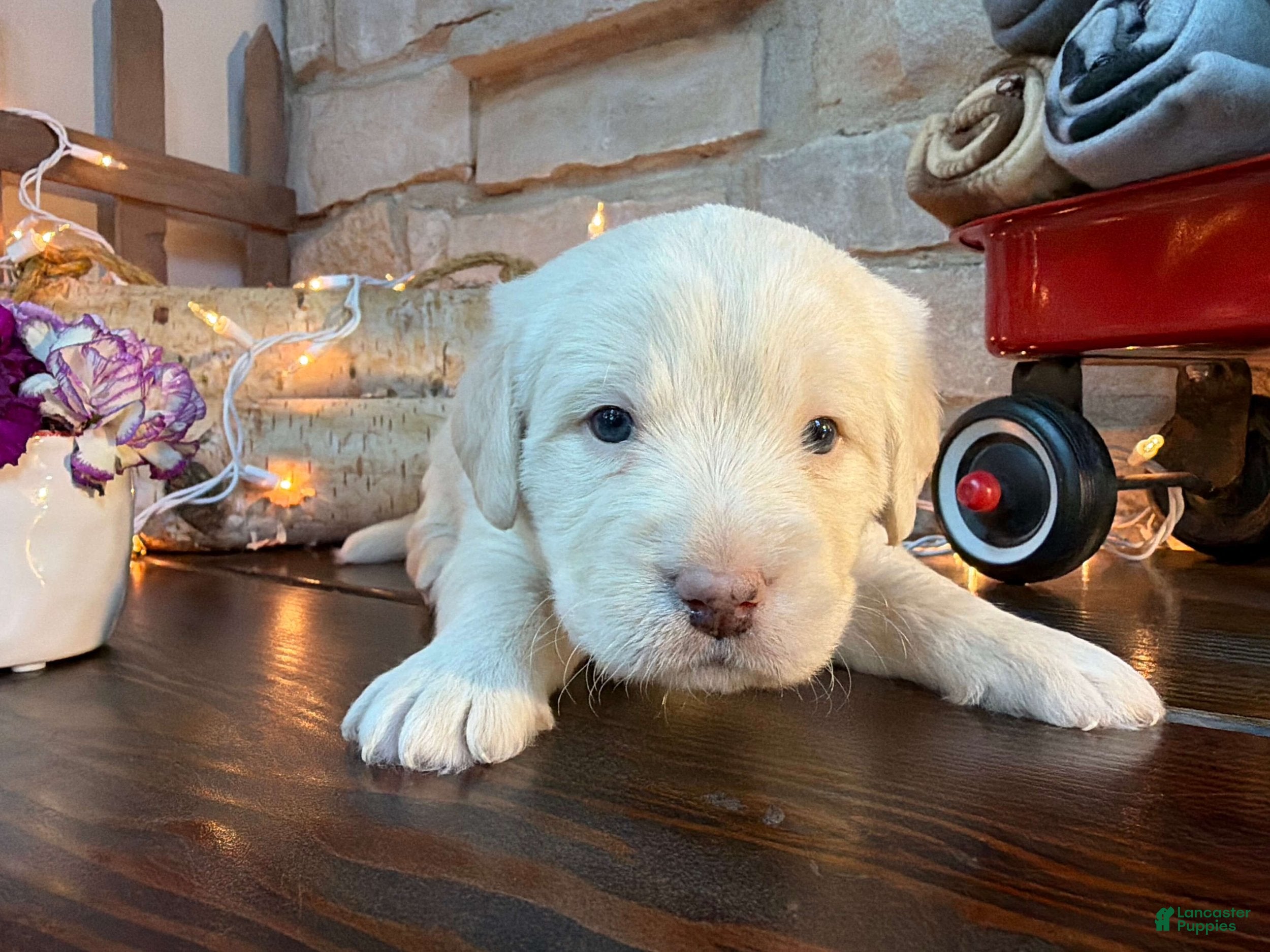 Charlie