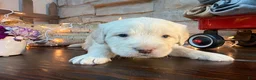 Labradoodle dogs for sale: Charlie (Boy) - Ad 1