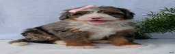 Mini Bernedoodle dogs for sale: Mini Daisy  - Ad 7