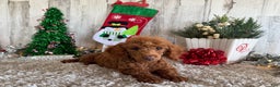 Toy Poodle dogs for sale: Polly - Ad 4