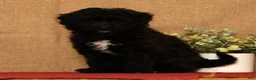 Pomapoo dogs for sale: Chelsey - Ad 4