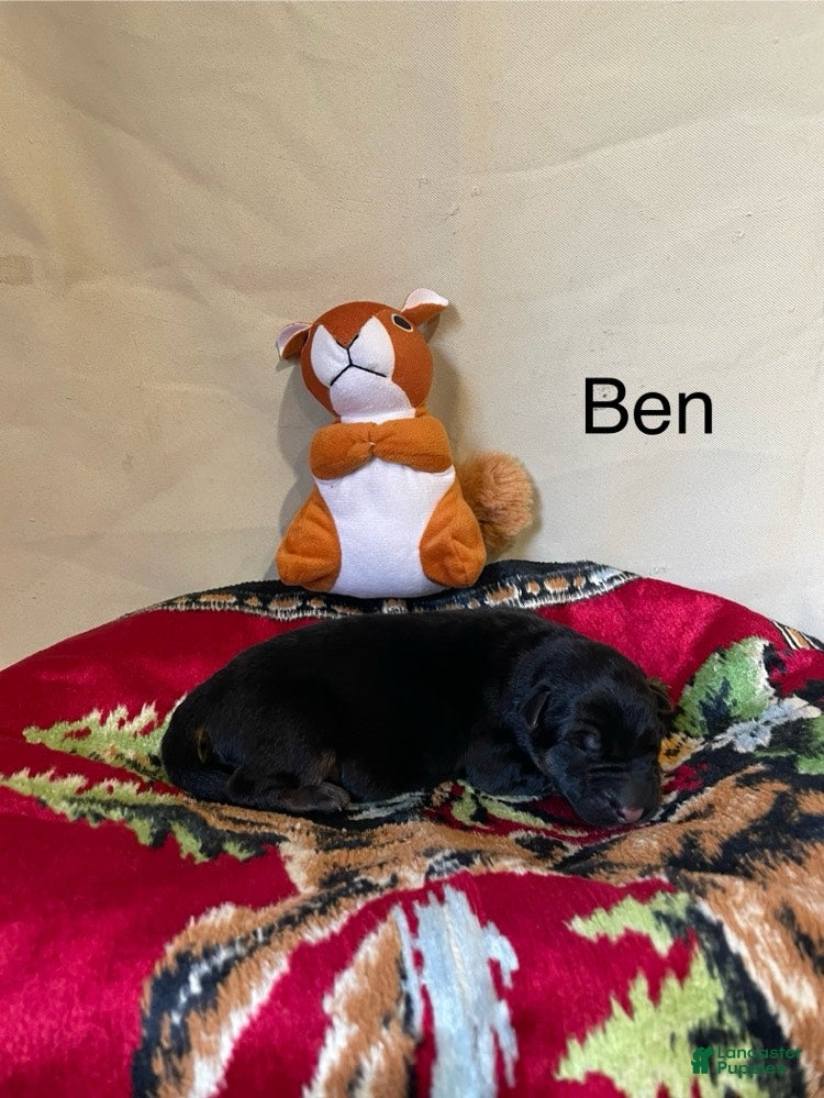 German Shepherd dogs for sale: Ben - Ad 2