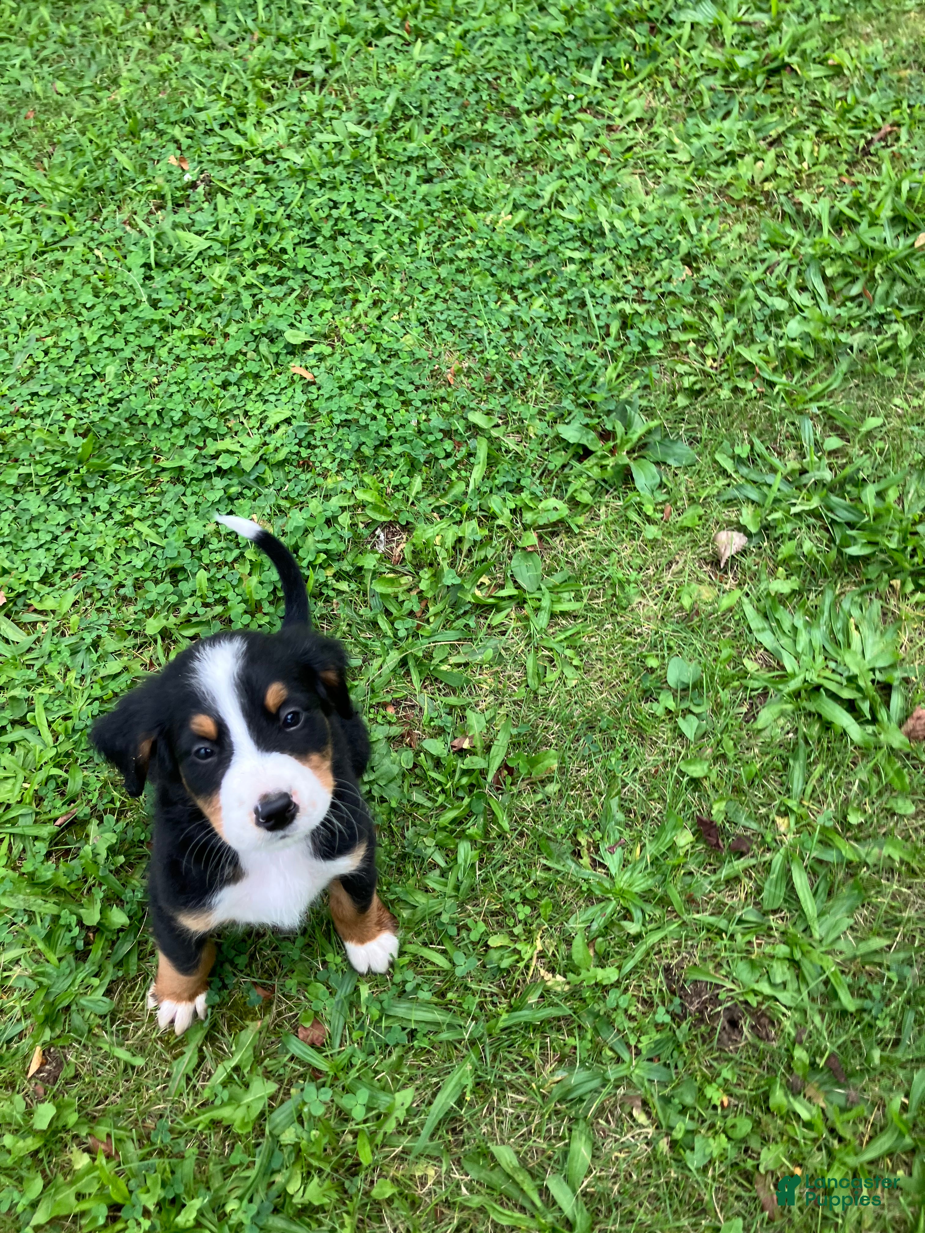 Bernese Mountain Dog dogs for sale: Akc Rover - Ad 1