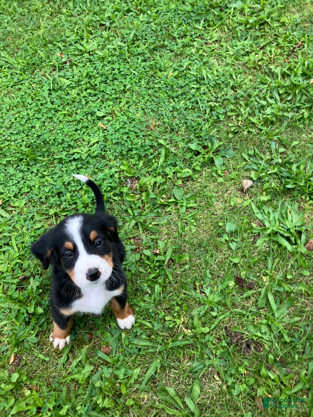 Bernese Mountain Dog dogs for sale: Akc Rover - Ad 1