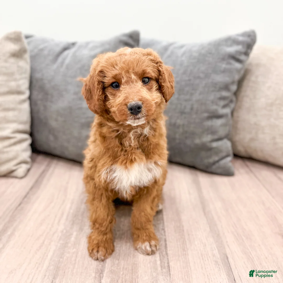 Goldendoodle dogs for sale: Ashley - Ad 5