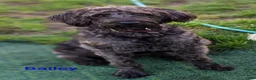 Labradoodle dogs for sale: Jessica  - Ad 4