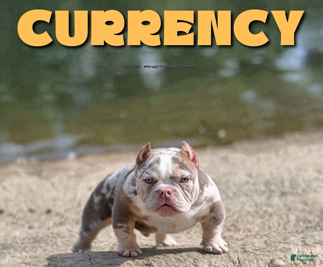 American Bully dogs for sale: American Bully Puppy 1 - Ad 3
