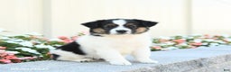 Miniature Australian Shepherd dogs for sale: Jack  - Ad 2