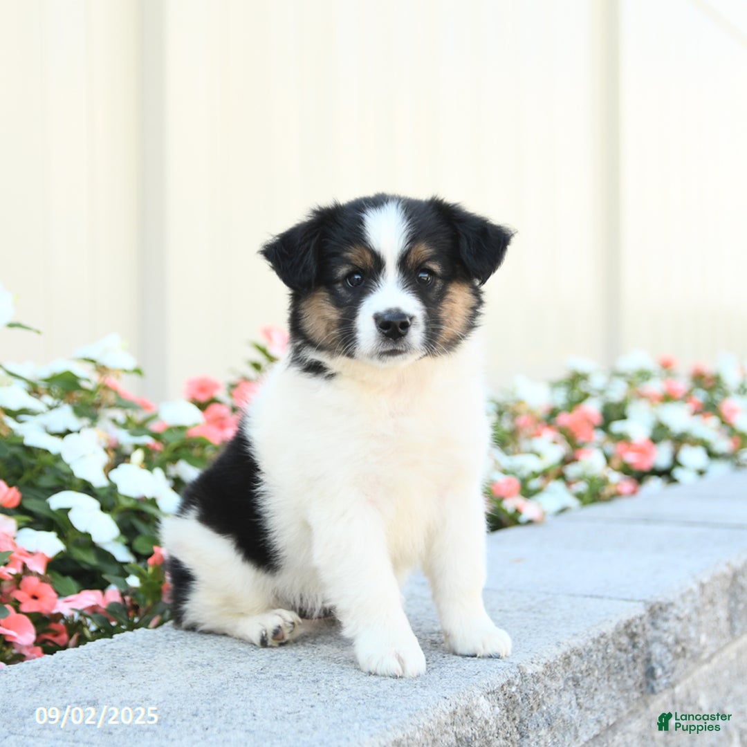 Miniature Australian Shepherd dogs for sale: Jack  - Ad 2