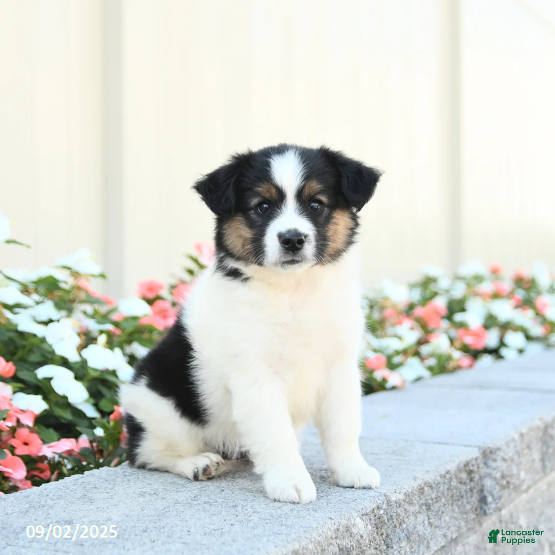 Miniature Australian Shepherd dogs for sale: Jack  - Ad 3