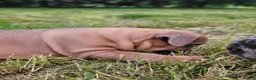 English Bulldog dogs for sale: Forrest - Ad 7