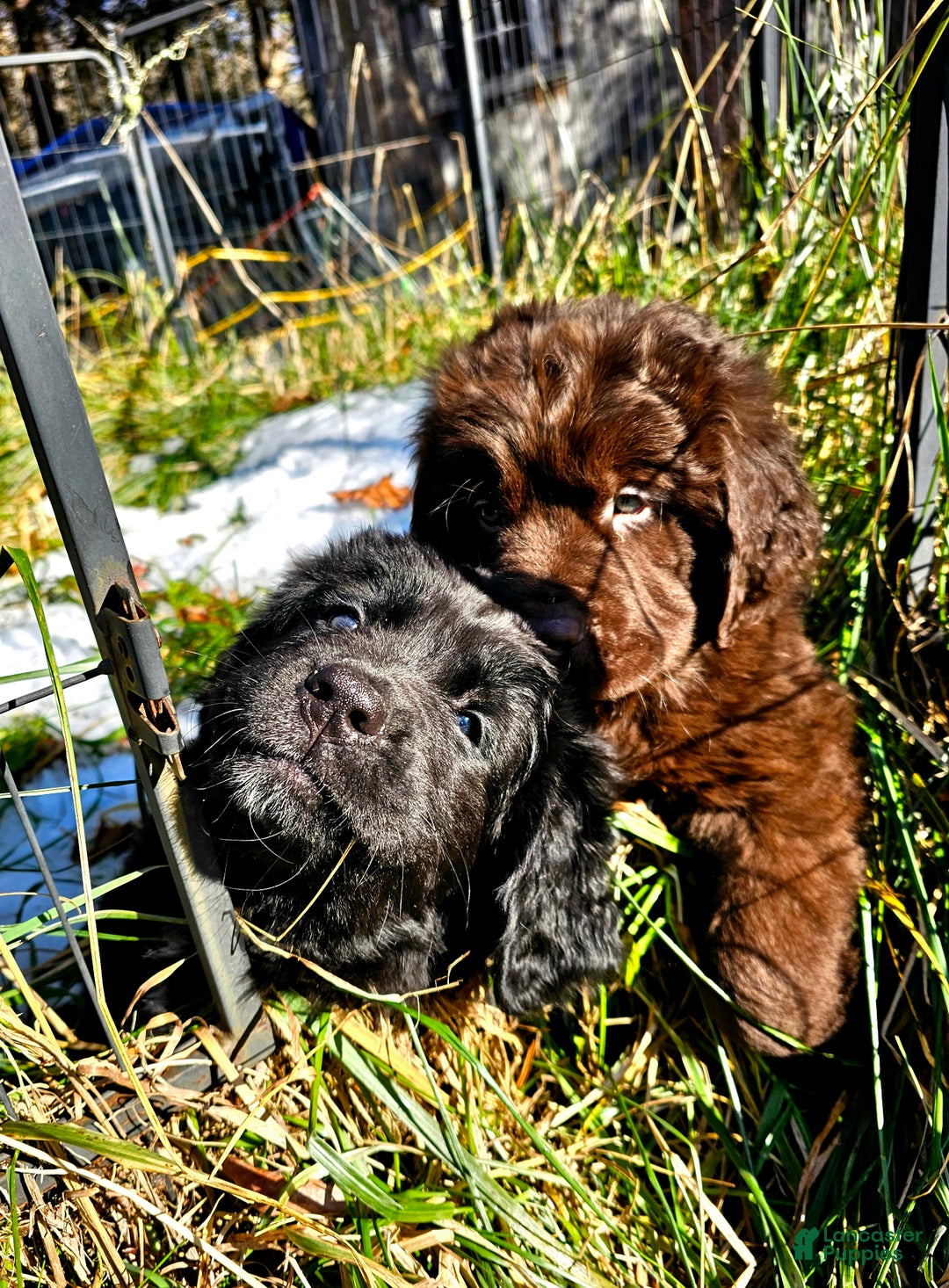 Newfoundland dogs for sale: Newfoundland Puppy 1 - Ad 3