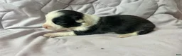 American Corgi dogs for sale: Trindle mismark male - Ad 1