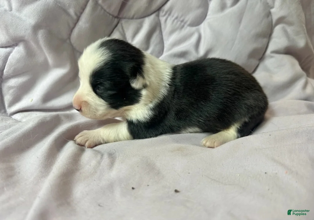 American Corgi dogs for sale: Trindle mismark male - Ad 1