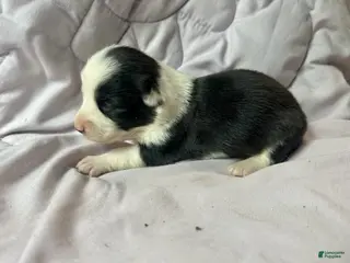 American Corgi dogs for sale: Trindle mismark male - Ad 1