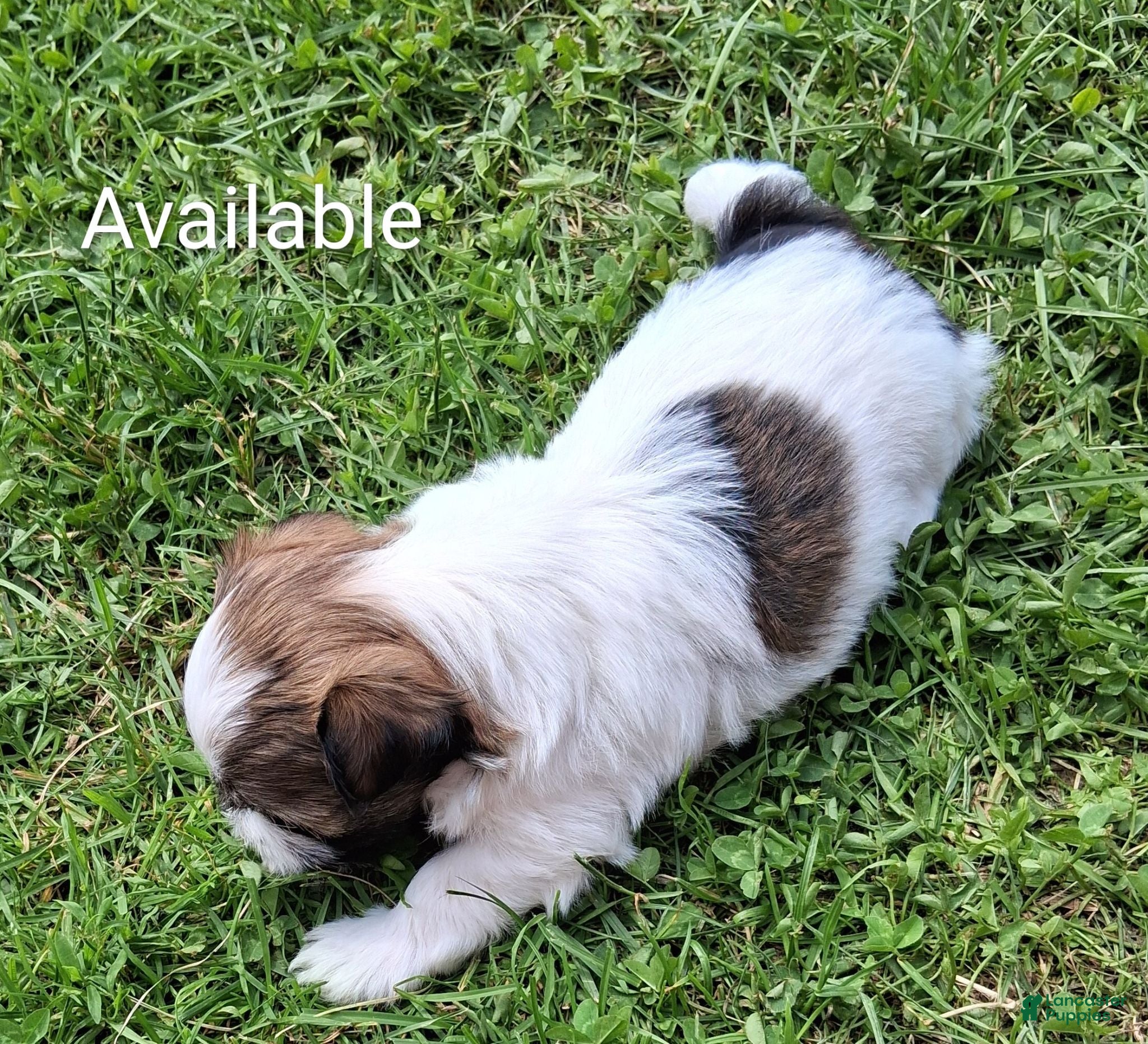 Havanese dogs Havanese 1 - Ad 1