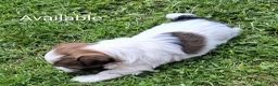 Havanese dogs for sale: Havanese 1 - Ad 1