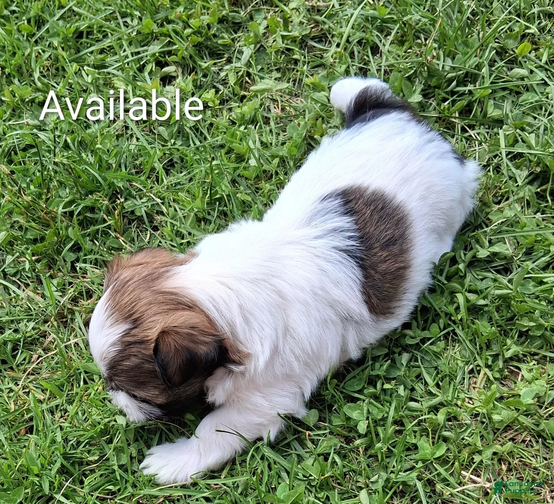 Havanese dogs for sale: Havanese 1 - Ad 1