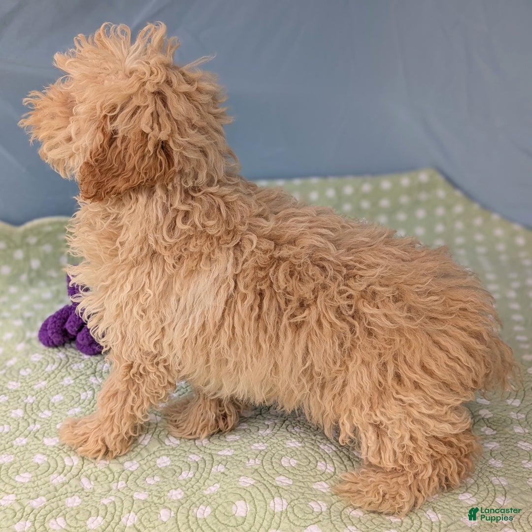 Toy Poodle dogs for sale: Fusilli - Ad 6